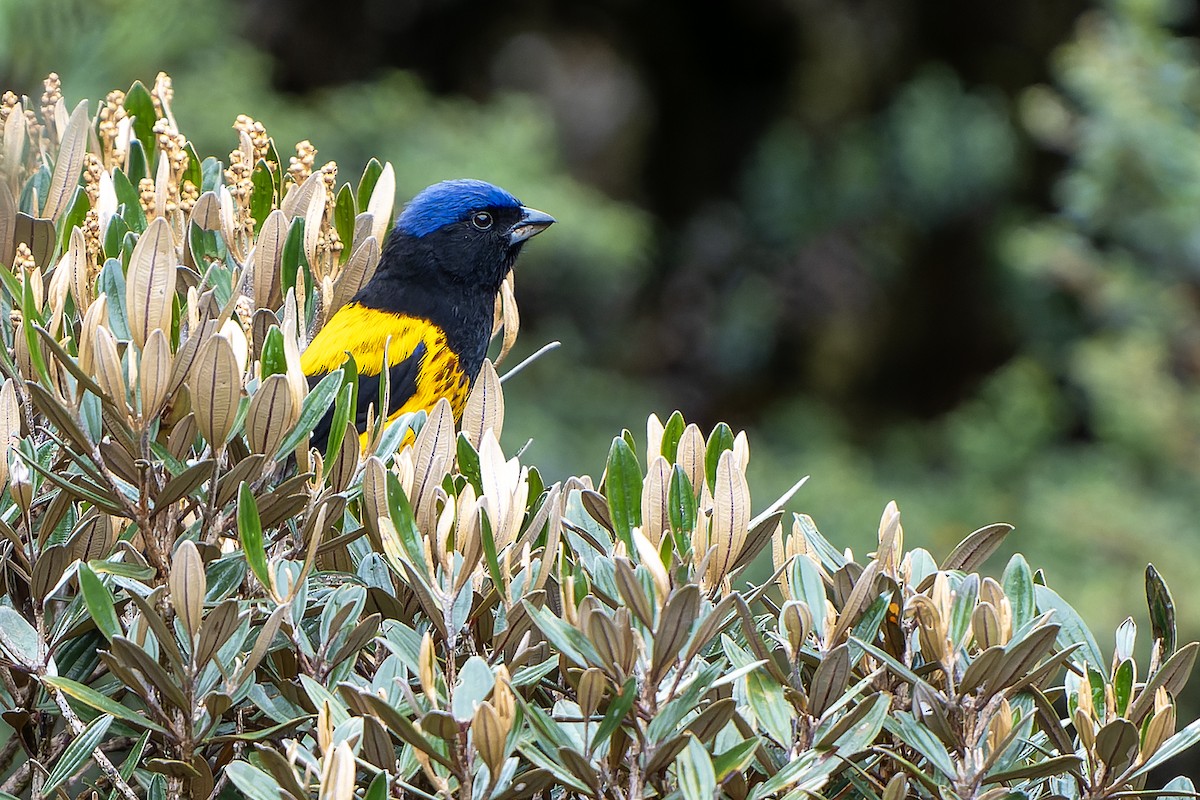 Golden-backed Mountain Tanager - ML614582186