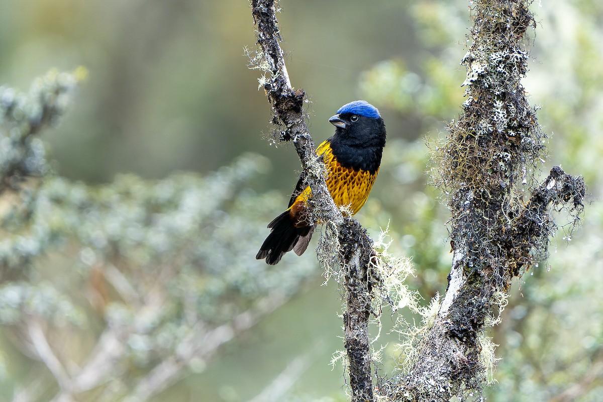 Golden-backed Mountain Tanager - Daniel López-Velasco | Ornis Birding Expeditions