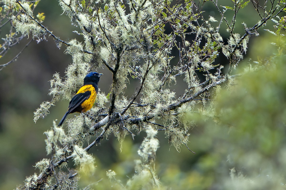 Golden-backed Mountain Tanager - ML614582188