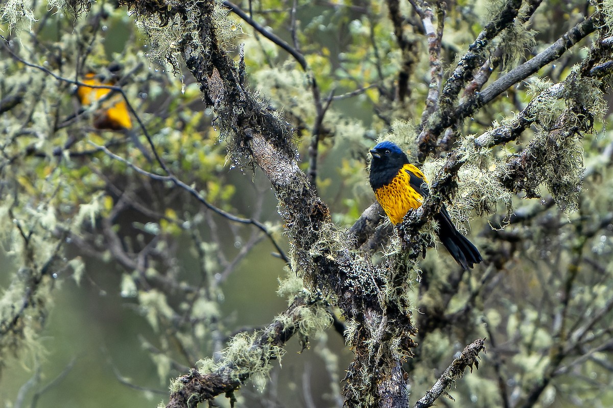 Golden-backed Mountain Tanager - ML614582189