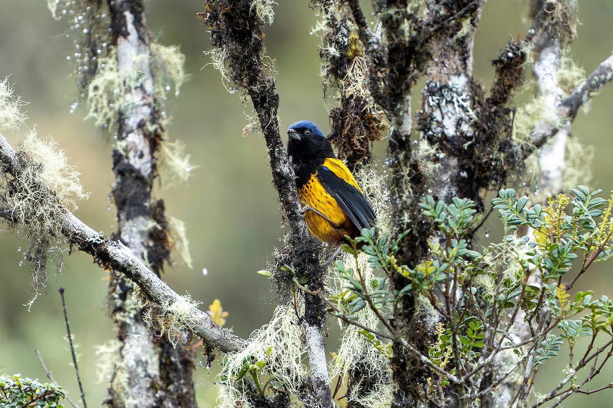Golden-backed Mountain Tanager - ML614582191
