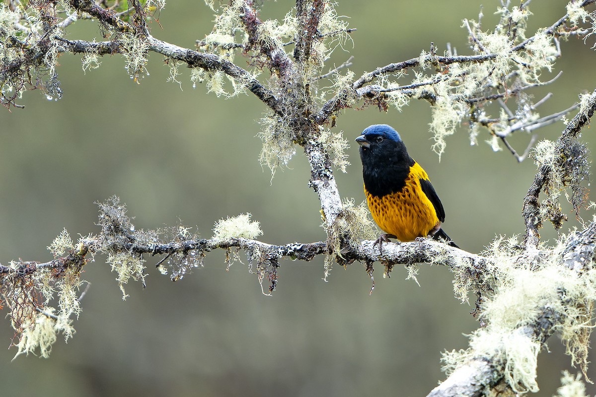 Golden-backed Mountain Tanager - ML614582192