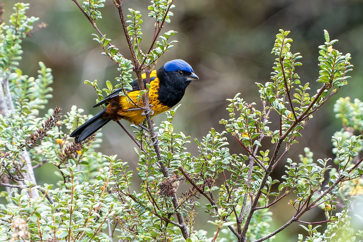Golden-backed Mountain Tanager - ML614582193