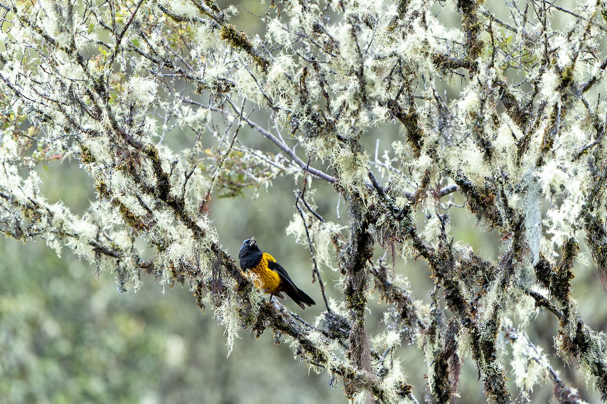 Golden-backed Mountain Tanager - ML614582194