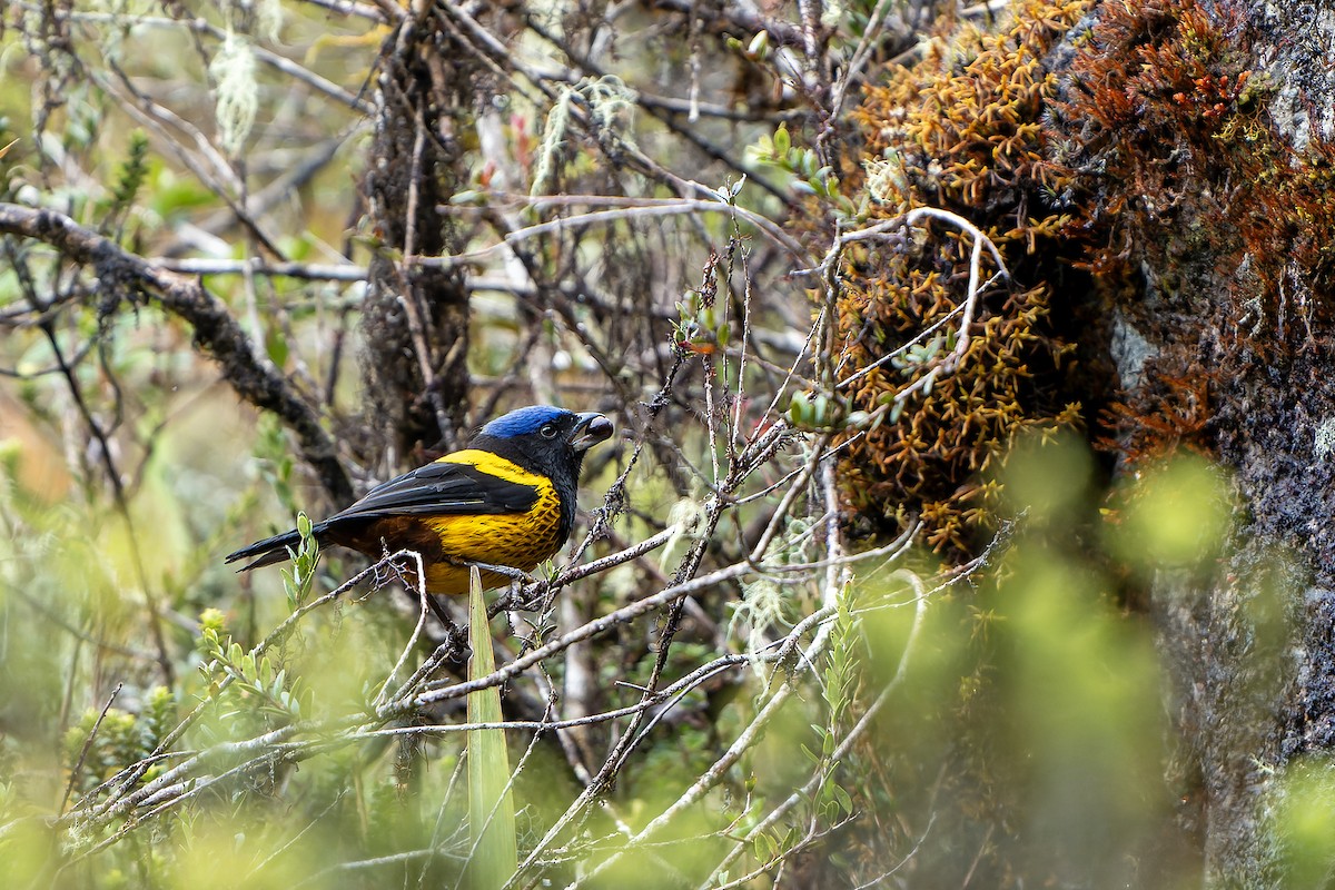 Golden-backed Mountain Tanager - ML614582235