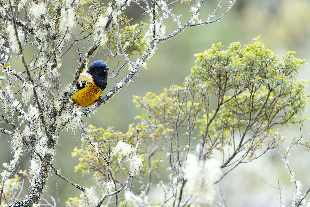 Golden-backed Mountain Tanager - ML614582236