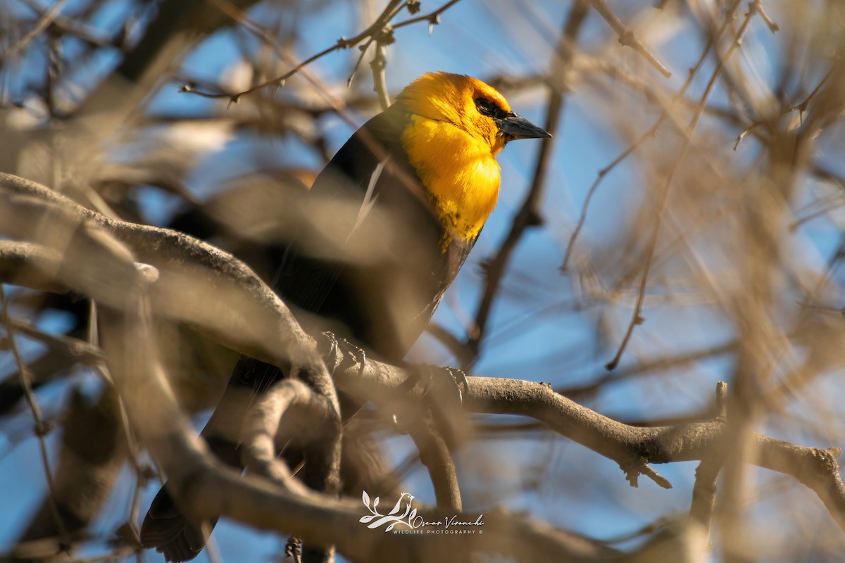Yellow-headed Blackbird - ML614582454