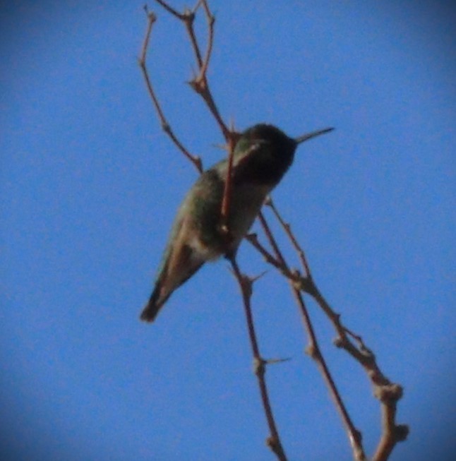 Anna's Hummingbird - ML614582555