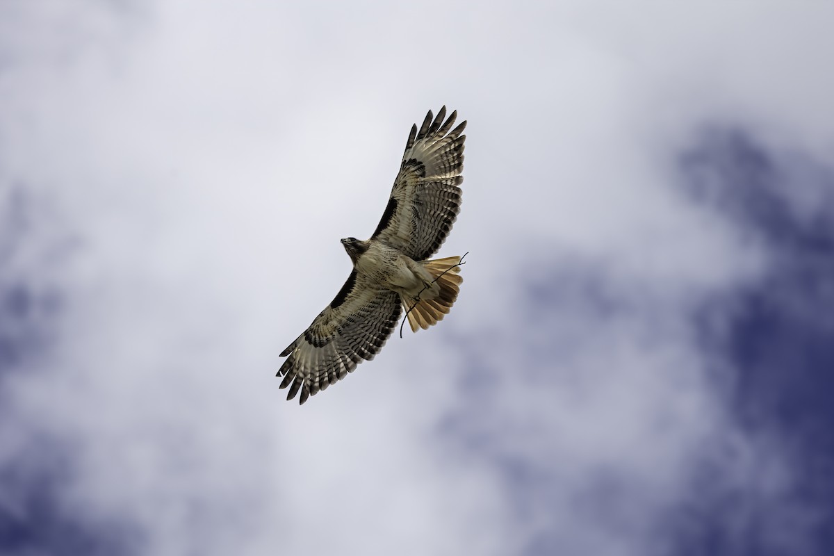 Red-tailed Hawk - ML614582565