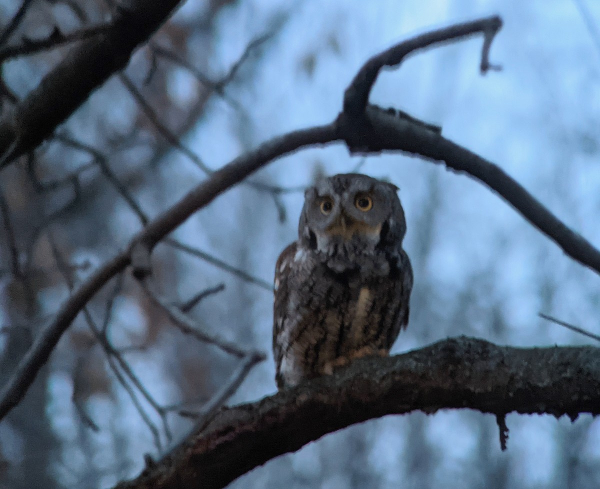Eastern Screech-Owl (Northern) - Roger Clark