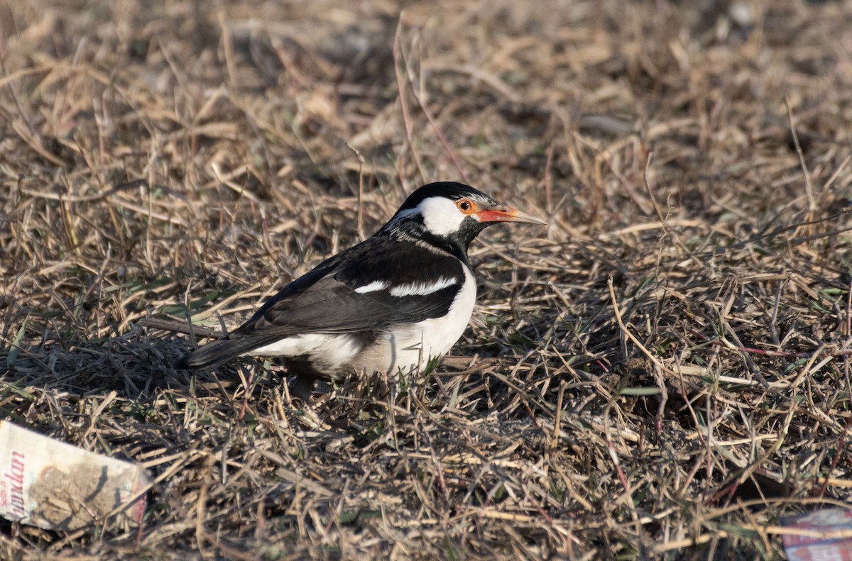 Indian Pied Starling - ML614583275