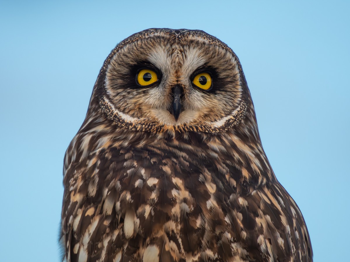 Short-eared Owl - ML614583333