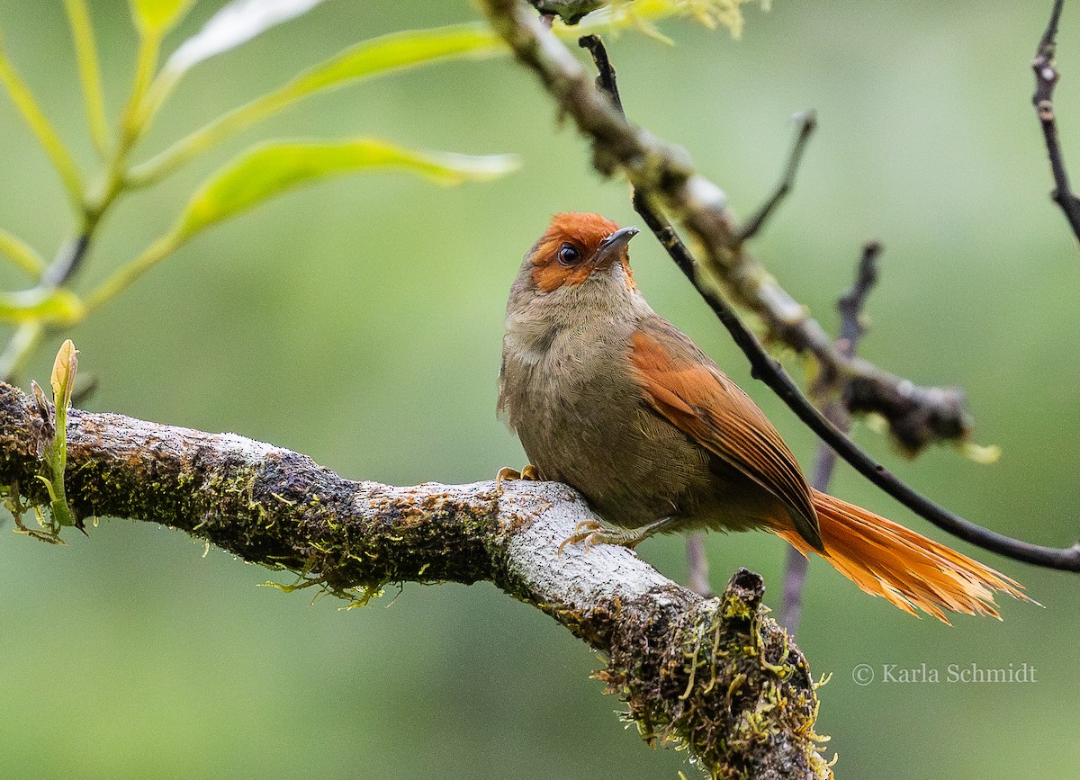 Red-faced Spinetail - ML614583334