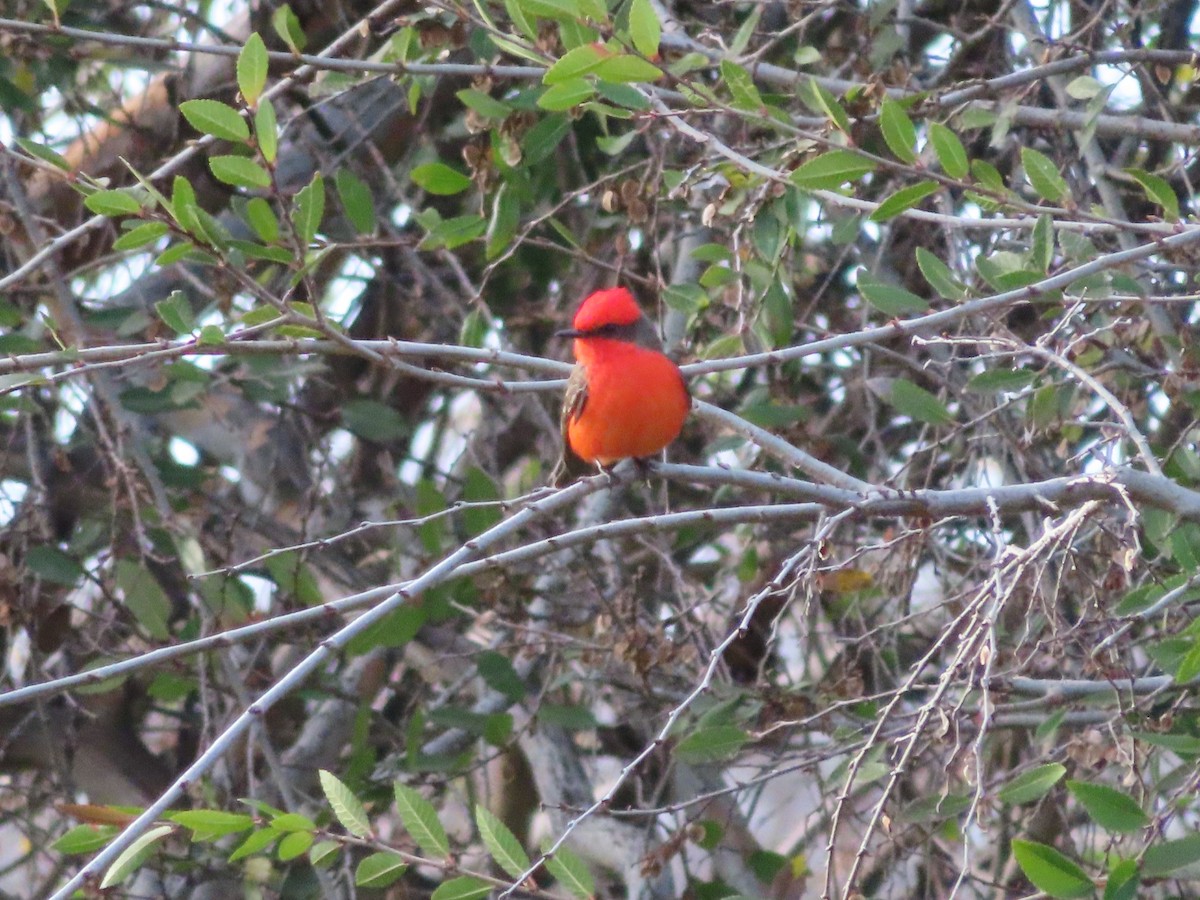 eBird Checklist 8 Feb 2024 Oakdale Memorial Park 14 species