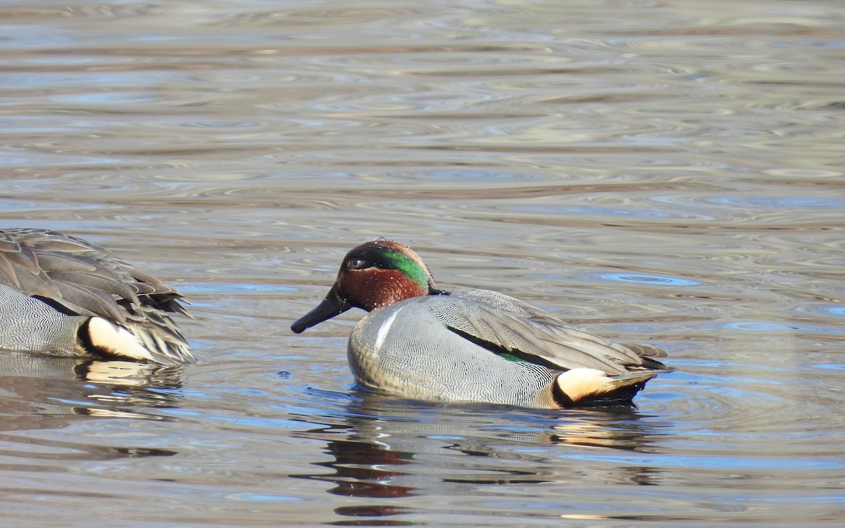 Green-winged Teal - ML614583689