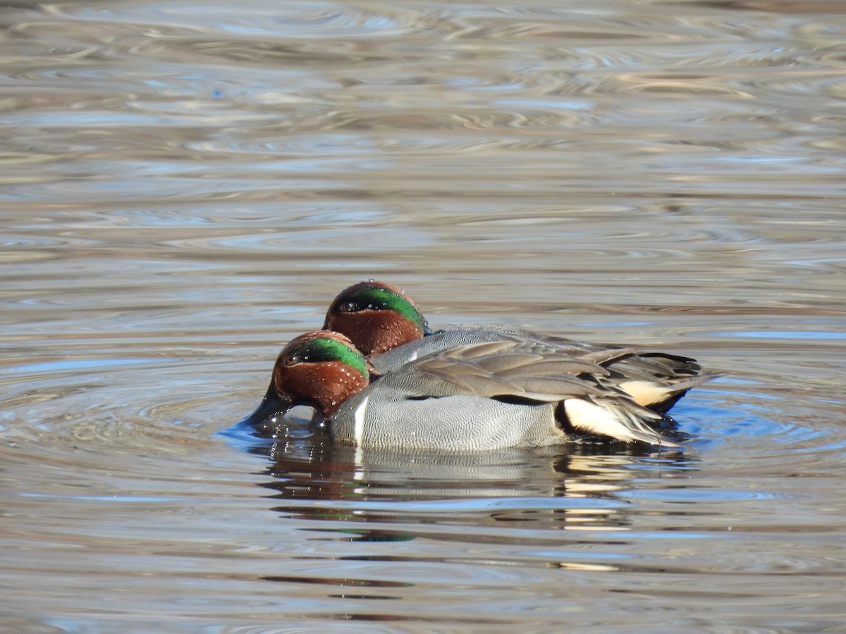 Green-winged Teal - ML614583697
