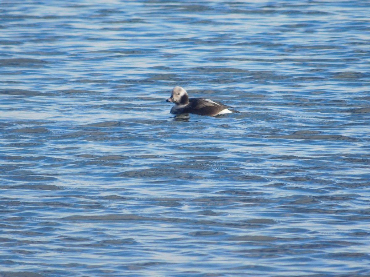 Long-tailed Duck - ML614583730