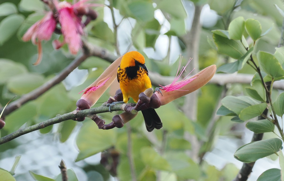 Spot-breasted Oriole - ML614583862