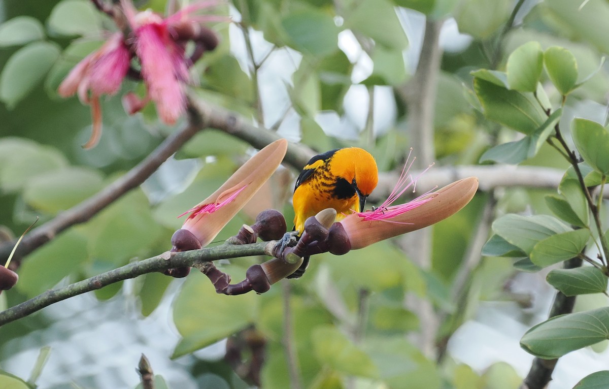 Spot-breasted Oriole - ML614583863