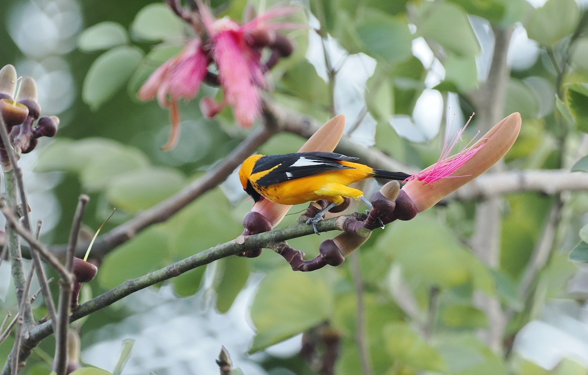 Spot-breasted Oriole - ML614583865
