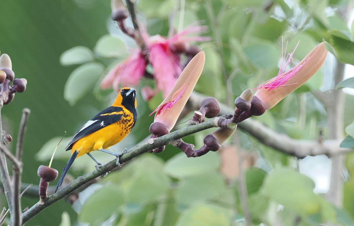 Spot-breasted Oriole - ML614583867