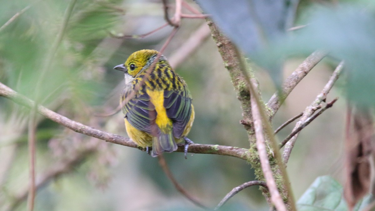 Silver-throated Tanager - ML614584326