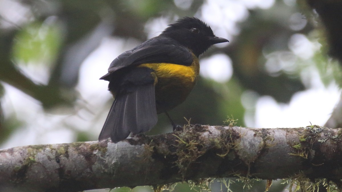 Black-and-yellow Silky-flycatcher - ML614584553