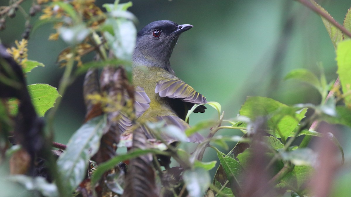 Black-and-yellow Silky-flycatcher - ML614584554