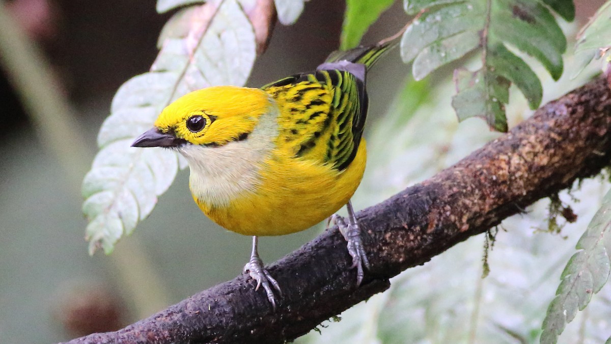 Silver-throated Tanager - ML614584674