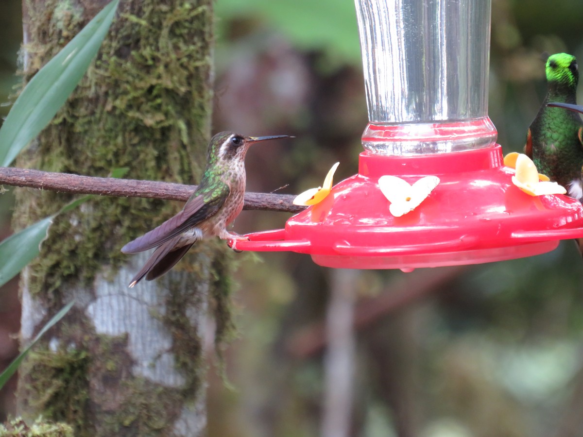 Speckled Hummingbird - ML614585035