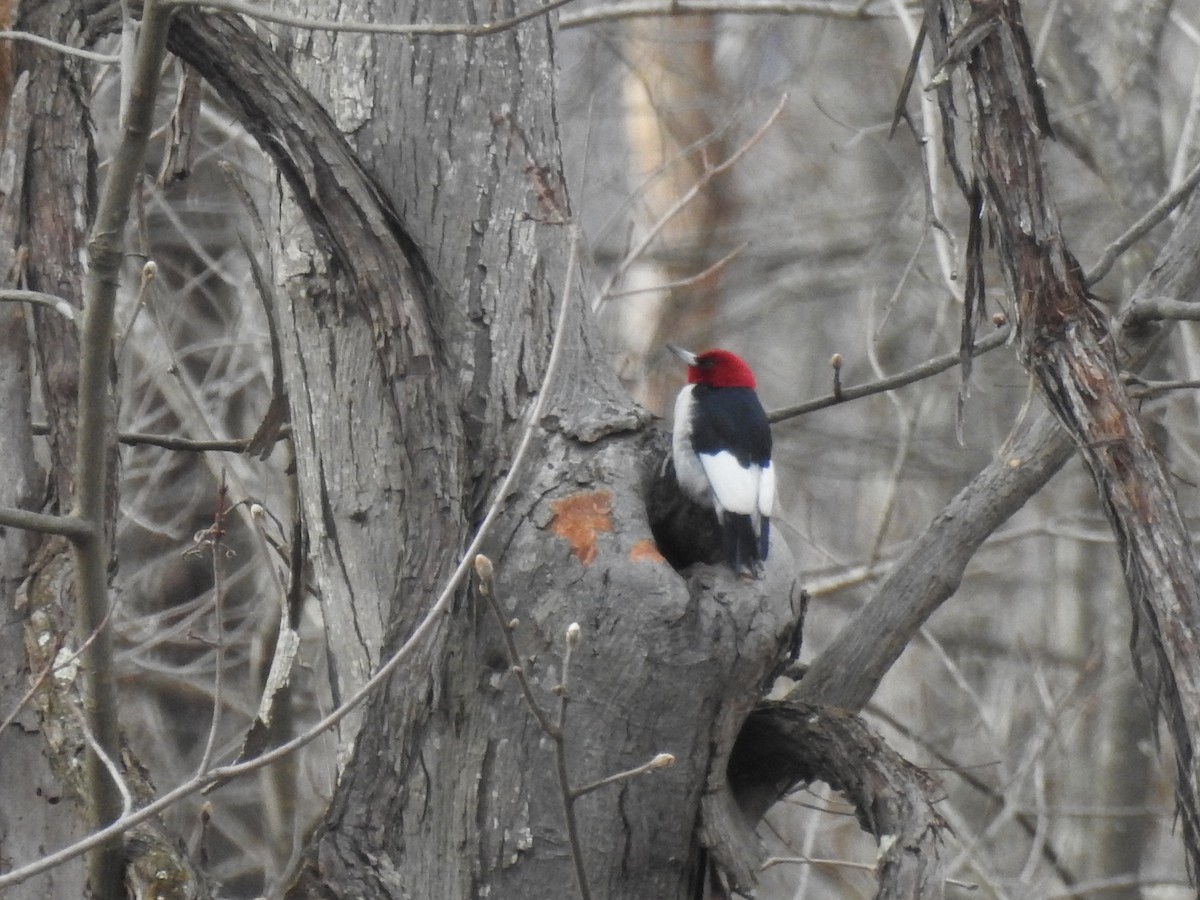 Red-headed Woodpecker - ML614585042