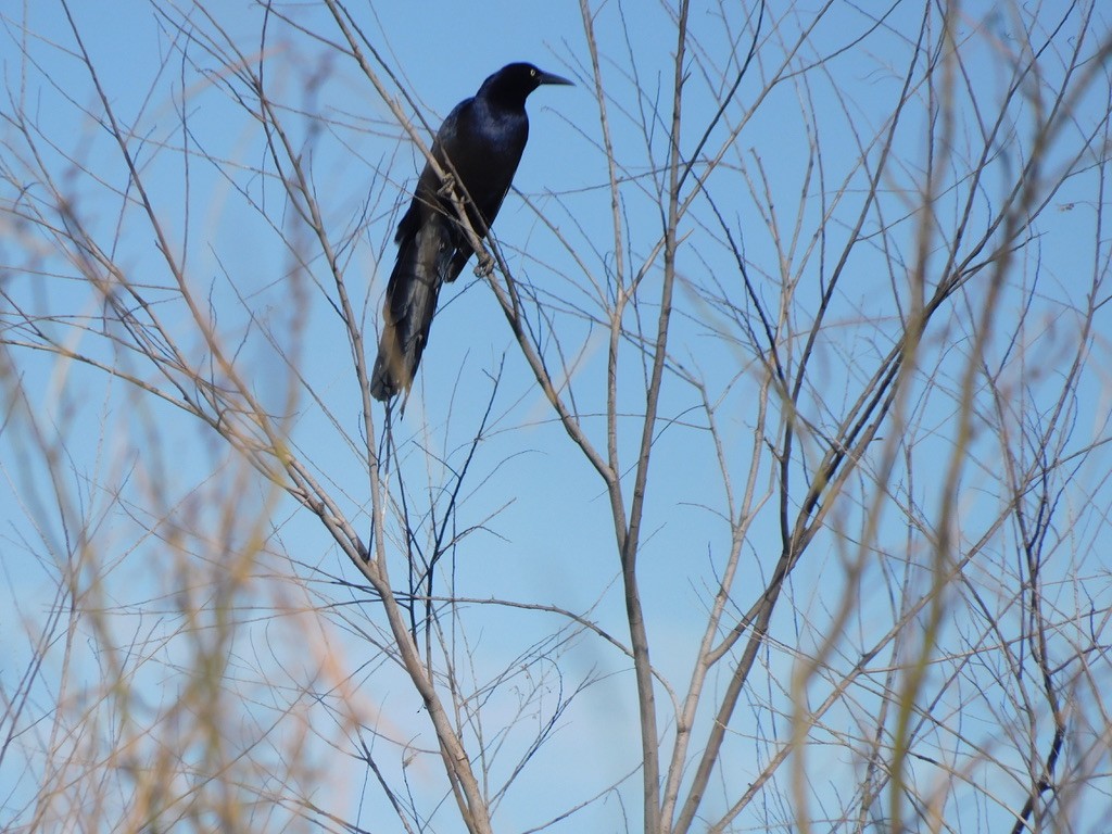 Great-tailed Grackle - Josh Bremer