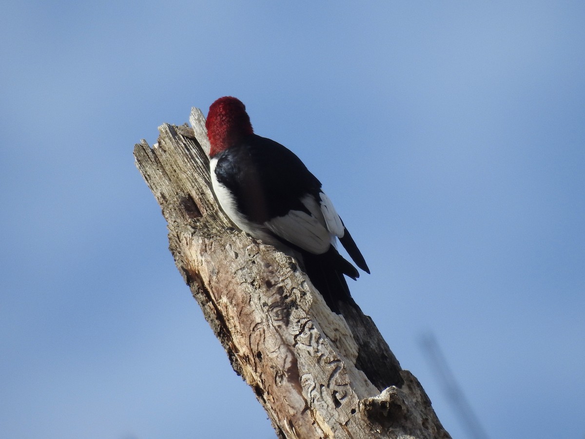 Red-headed Woodpecker - ML614585145