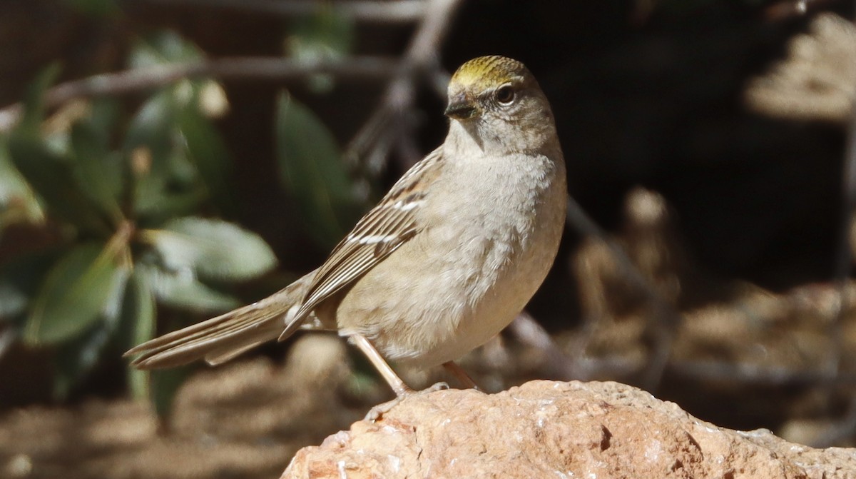 Golden-crowned Sparrow - ML614585149