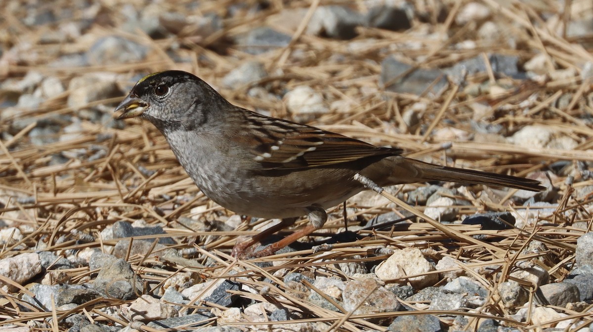 Golden-crowned Sparrow - ML614585150