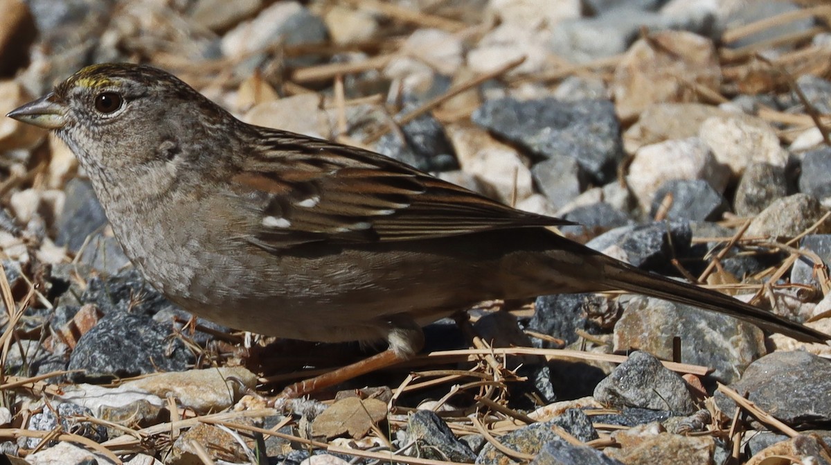 Golden-crowned Sparrow - ML614585151