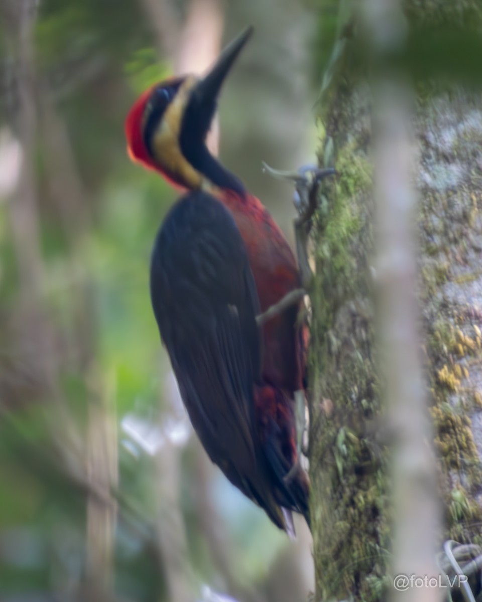 Crimson-bellied Woodpecker - ML614585171
