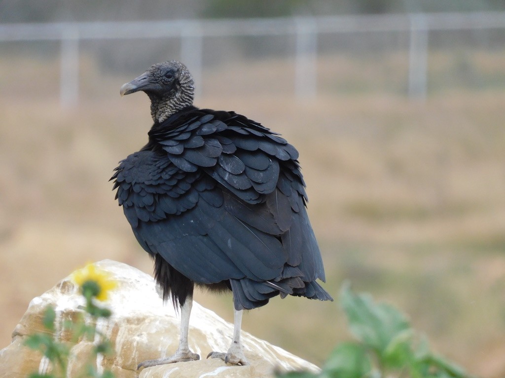 Black Vulture - ML614585236