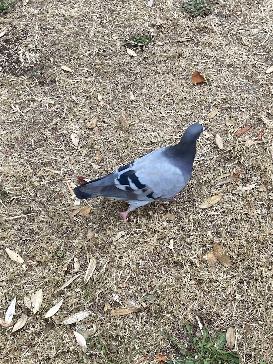 Rock Pigeon (Feral Pigeon) - ML614585595