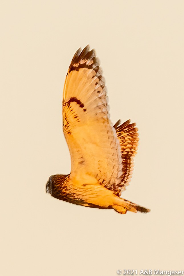 Short-eared Owl - ML614585717