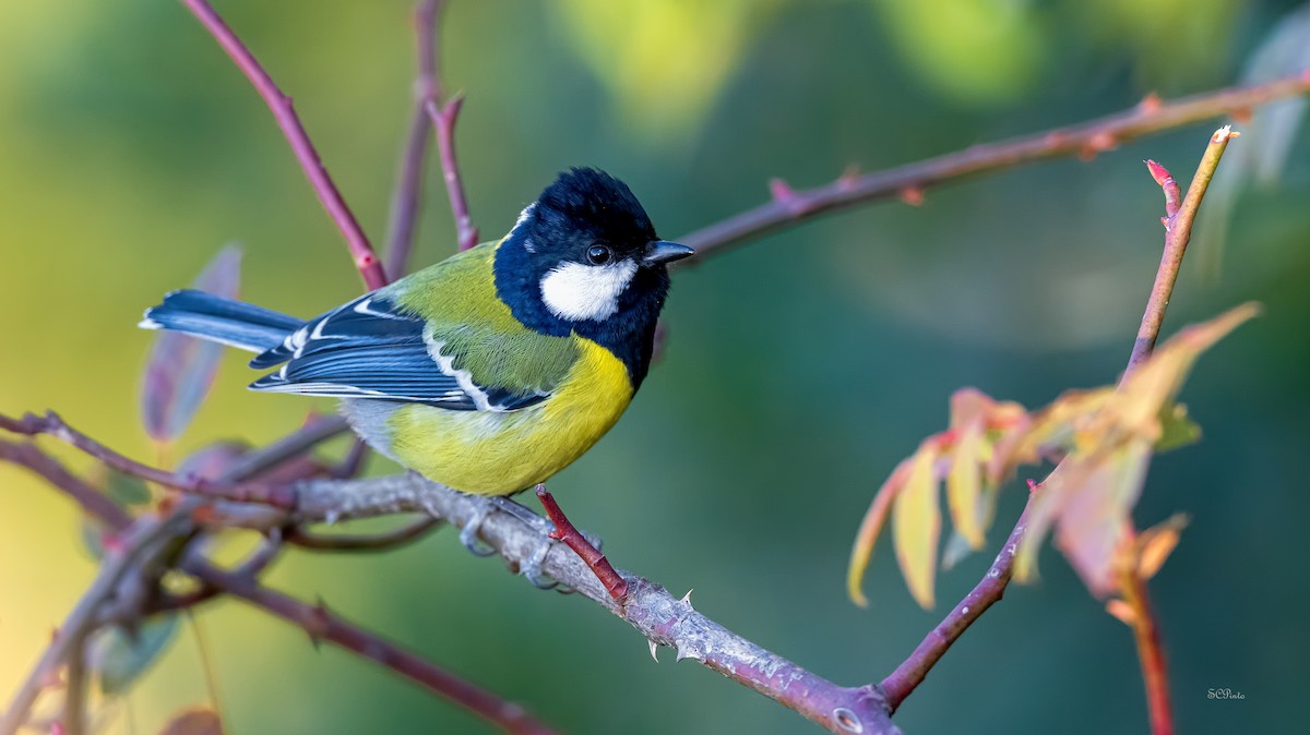 Green-backed Tit - ML614585787