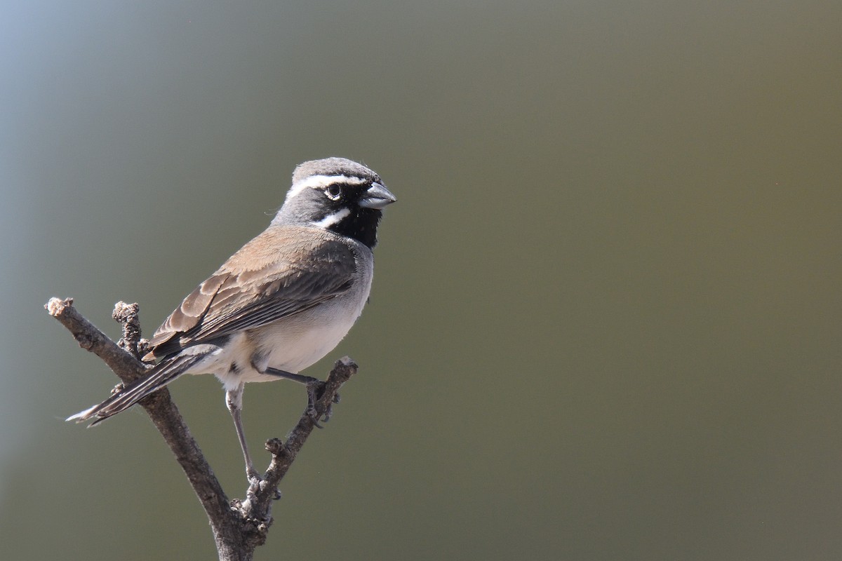 Black-throated Sparrow - ML614585991