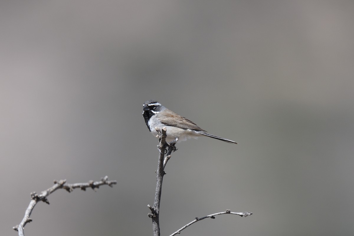 Black-throated Sparrow - ML614585993