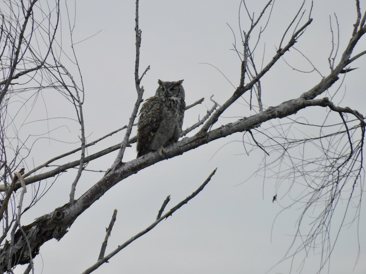 Great Horned Owl - ML614586069
