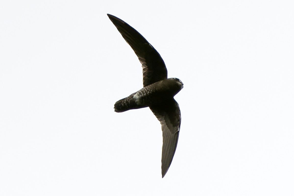 White-chinned Swift - Daniel López-Velasco | Ornis Birding Expeditions