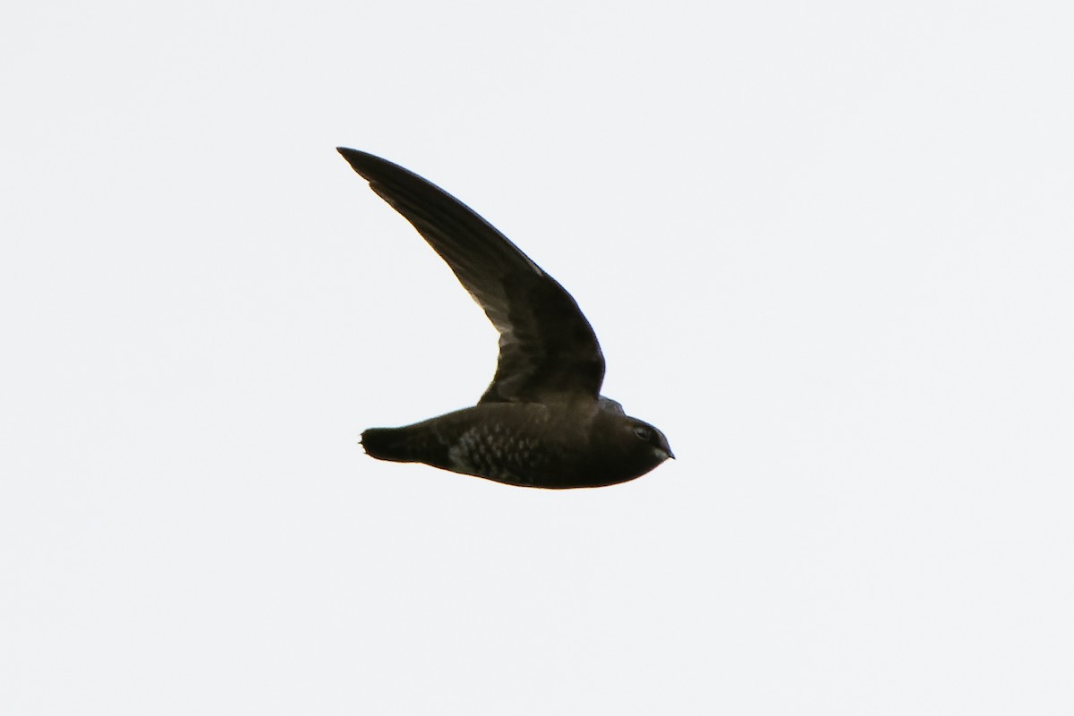 White-chinned Swift - Daniel López-Velasco | Ornis Birding Expeditions