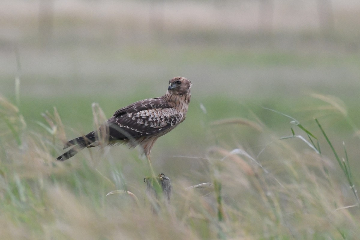 Spotted Harrier - ML614586258