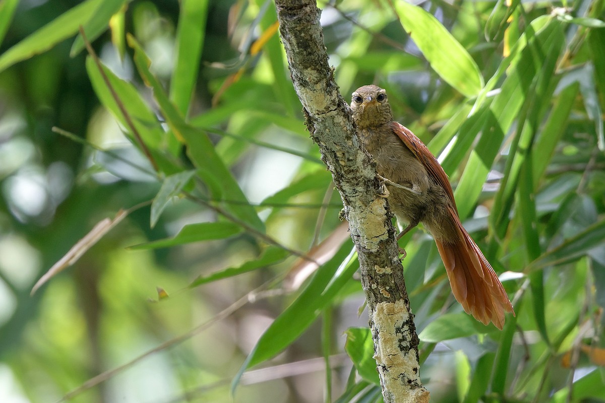 Rusty-backed Spinetail - ML614586425