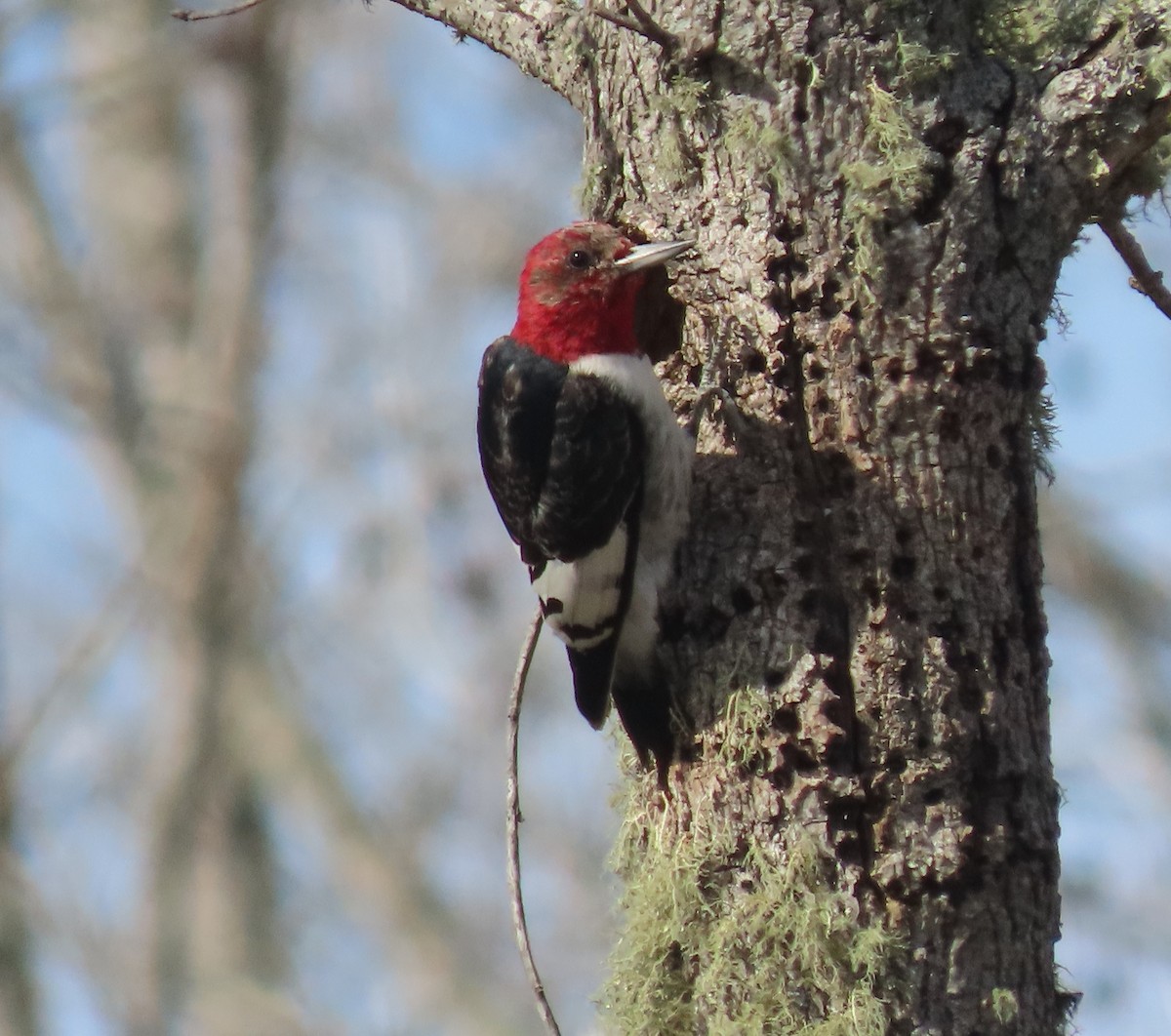Red-headed Woodpecker - ML614586486