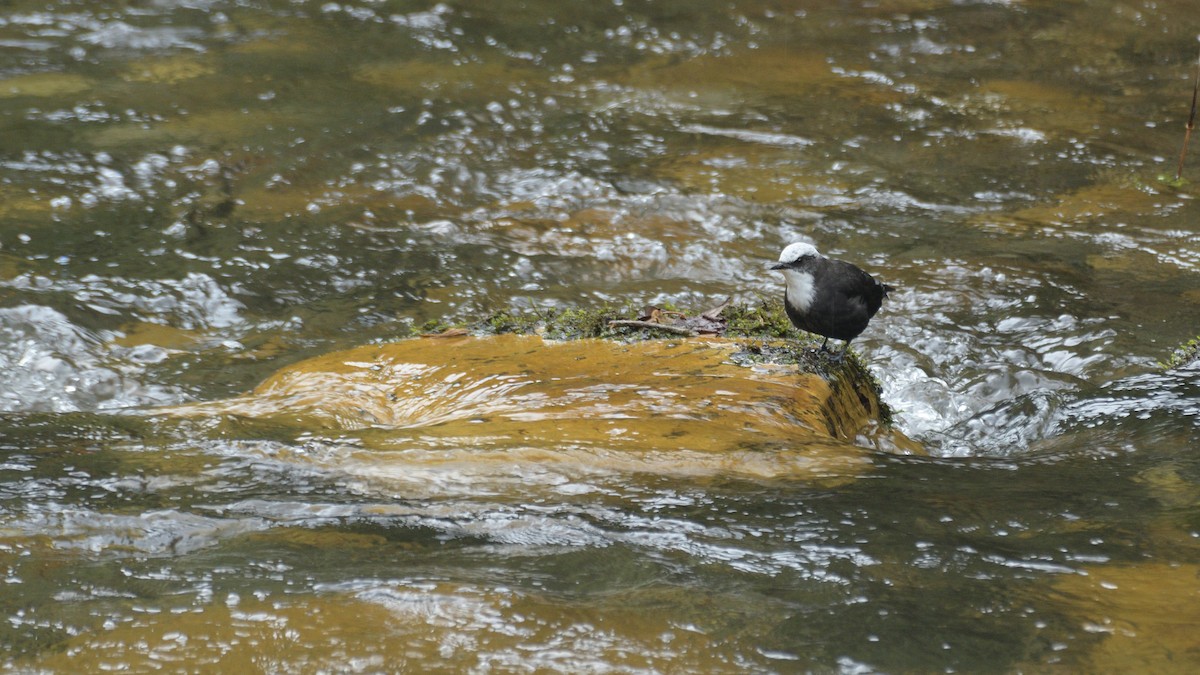 White-capped Dipper - Miguel Aguilar @birdnomad